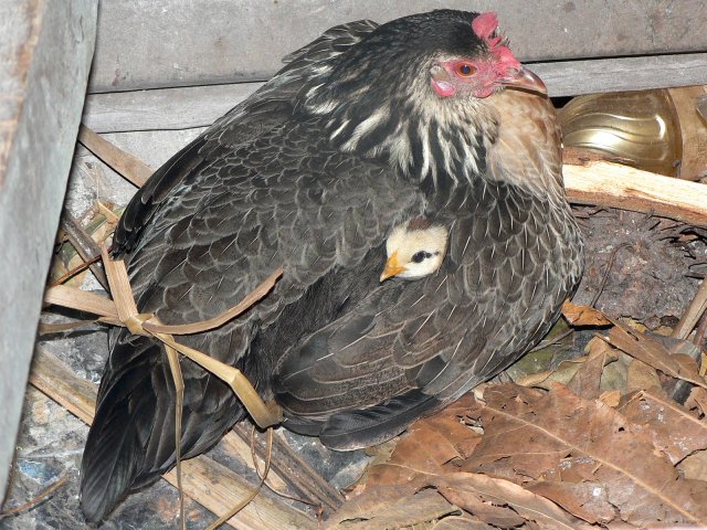 180- Une poule et son poussin sous son aile 